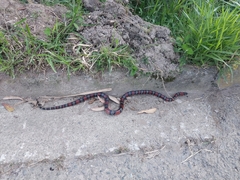 Lampropeltis micropholis