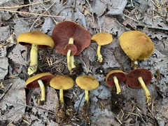 Cortinarius tinctorum
