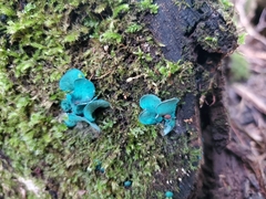 Chlorociboria aeruginascens