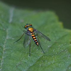 Condylostylus caudatus