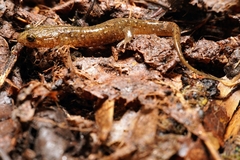 Desmognathus