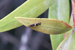 Acanthasargus flavipes