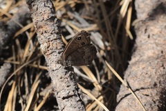 Cercyonis sthenele