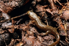 Desmognathus