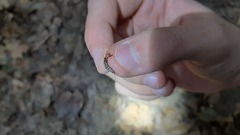 Staphylinini