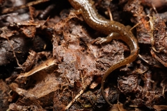 Desmognathus
