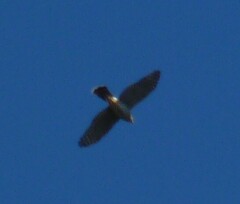 Falco sparverius sparverius