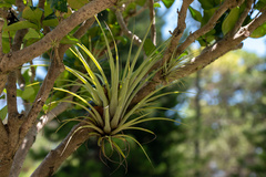 Tillandsia utriculata
