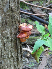 Flammulina