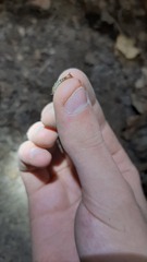 Staphylinini