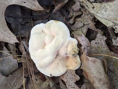 Hydnellum complicatum