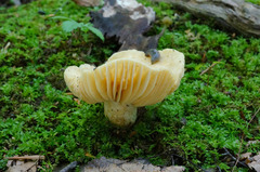 Russula earlei
