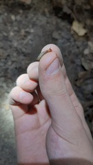 Staphylinini