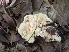 Hydnellum complicatum