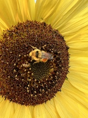 Bombus huntii