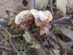 Hydnellum complicatum