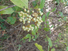 Viburnum nudum