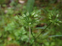 Coptis aspleniifolia