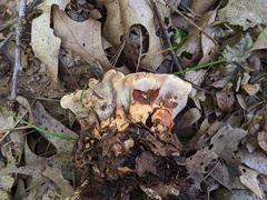 Hydnellum complicatum