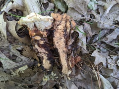 Hydnellum complicatum