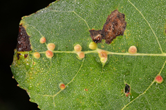 Harmandiola