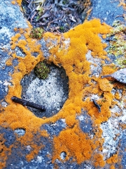 Trentepohlia