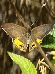 Hypocysta metirius