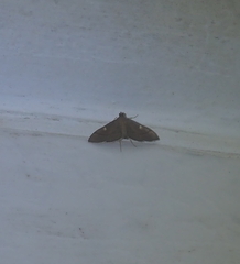 Bradina aulacodialis