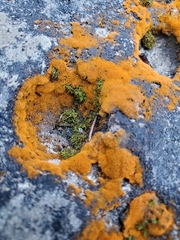 Trentepohlia