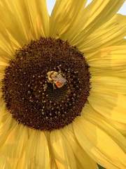 Bombus huntii