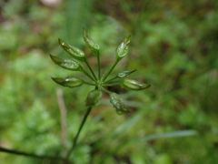 Coptis aspleniifolia