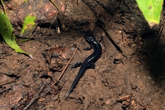 Plethodon metcalfi
