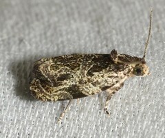 Olethreutes furfuranum