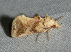 Plusiodonta compressipalpis