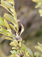 Atriplex muelleri