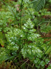 Coptis aspleniifolia