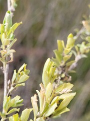 Atriplex muelleri