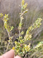 Atriplex muelleri