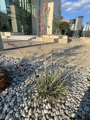 Hesperaloe