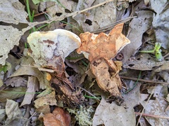 Hydnellum complicatum