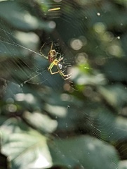 Mangora