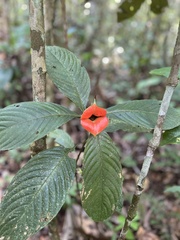 Palicourea tomentosa