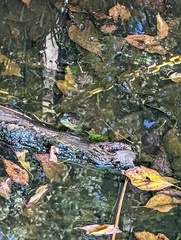Lithobates clamitans