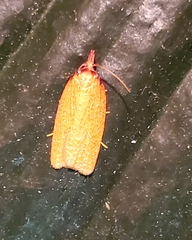 Sparganothis distincta