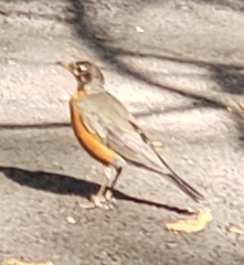 Turdus migratorius
