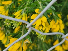 Genista linifolia