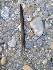 Geococcyx californianus