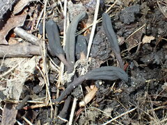 Geoglossum umbratile