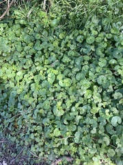 Hydrocotyle hirta