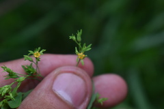 Hypericum mutilum